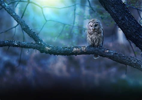 Owl In Forest Parimatch